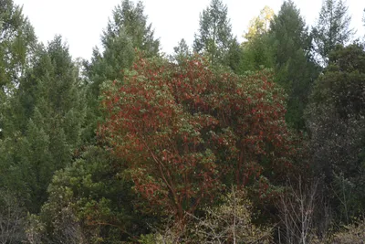 DSC_0292 (Large).JPG